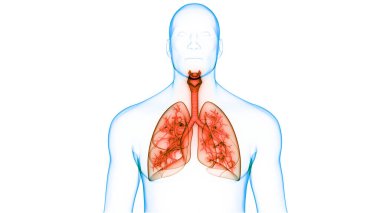 İnsan Solunum Sistemi Anatomisi 'nin 3 boyutlu kavramı