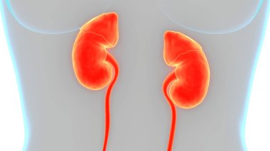 İnsan Vücut Organlarının 3D İllüstrasyonu (Böbrekler)