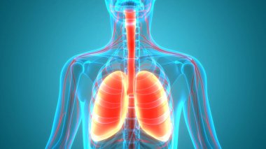 İnsan Solunum Sistemi Anatomisi 'nin 3 boyutlu kavramı