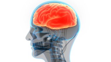 İnsan Sinir Sistemi Beyin Anatomisi Merkezi Organı. Üç Boyut