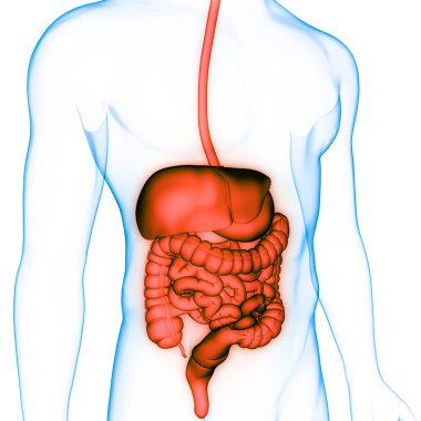 İnsan Sindirim Sistemi Anatomisi. Üç Boyut