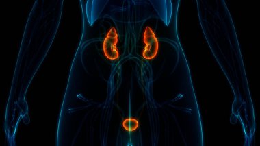 İdrar yolu anatomisi olan kadın idrar sistemi böbrekleri. Üç Boyut