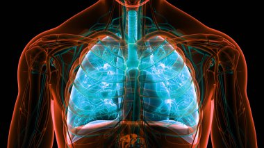 İnsan Solunum Sistemi Anatomisi 'nin 3 boyutlu kavramı