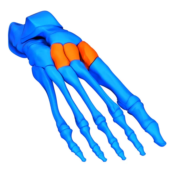 Emberi Csontváz Rendszer Talp Csont Ízületek Cuneiform Csontok Anatómia — Stock Fotó