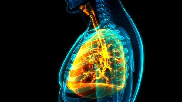 Nsan Solunum Sistemi Anatomisi Nin Boyutlu Kavramı — Stok fotoğraf