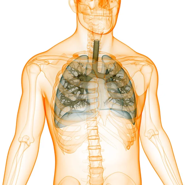 Koncepcja Anatomii Płuc Ludzkiego Układu Oddechowego — Zdjęcie stockowe