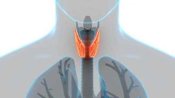 Human Body Glands Lobes Thyroid Gland Anatomy — стокове фото