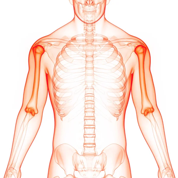 Анатомія Кісток Людини Humerus Bones — стокове фото