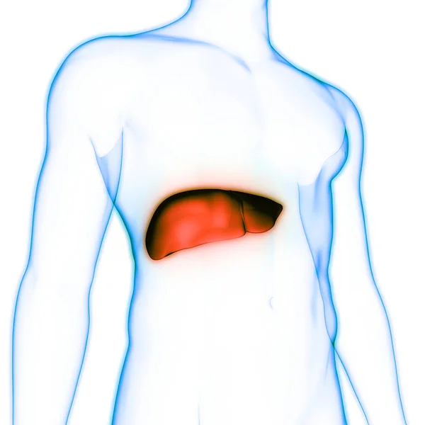 Human Internal Digestive Organ Liver Anatomy Inglés —  Fotos de Stock