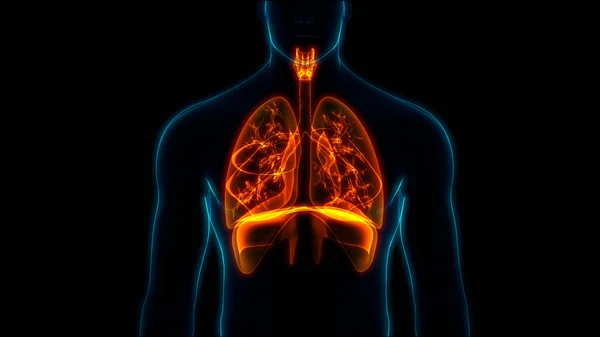 Sistema Respiratório Humano Anatomia Pulmonar — Fotografia de Stock