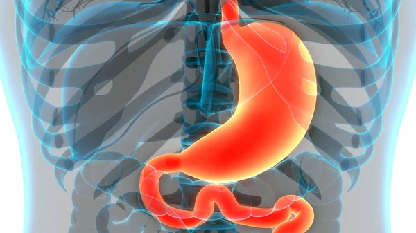 Anatomía Del Estómago Del Sistema Digestivo Humano —  Fotos de Stock