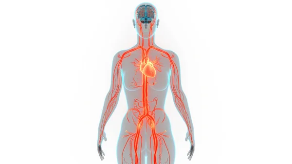 Anatomia Cardiaca Del Sistema Circolatorio Umano — Foto Stock