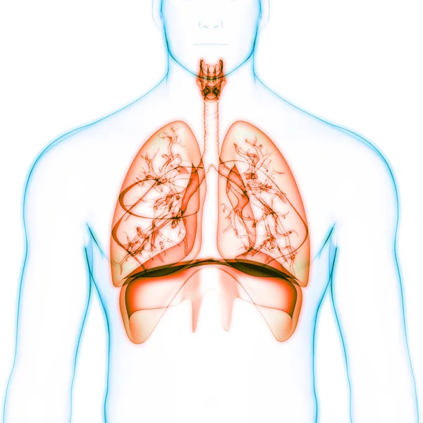 Koncepcja Anatomii Płuc Ludzkiego Układu Oddechowego — Zdjęcie stockowe