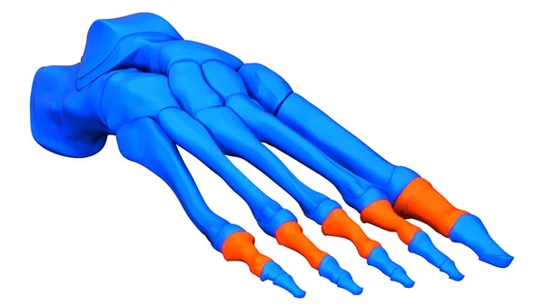 Emberi Csontváz Rendszer Talp Csont Ízületek Proximal Ujjpercek Anatómia — Stock Fotó