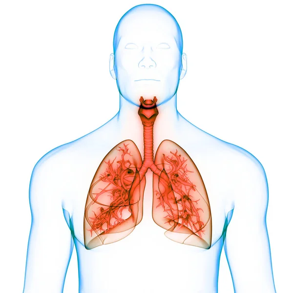 Концепція Людської Респіраторної Системи Lungs Anatomy — стокове фото
