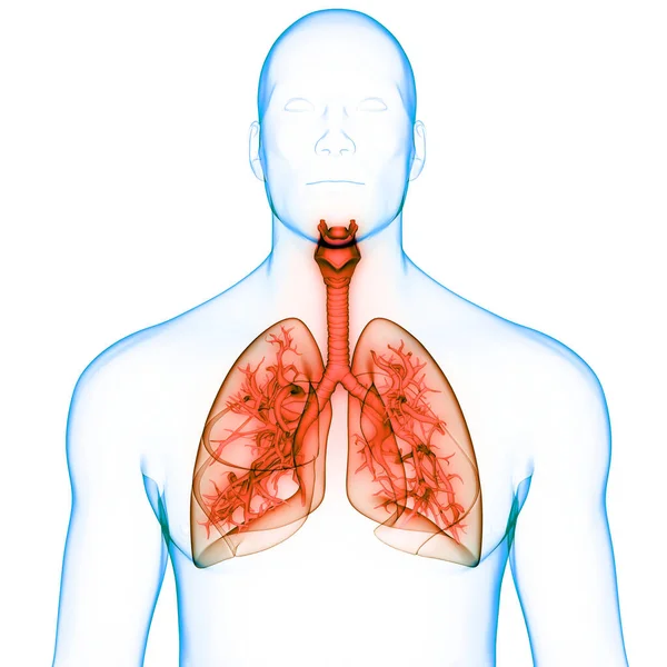 Konzept Der Lungen Des Menschlichen Atemsystems Anatomie — Stockfoto