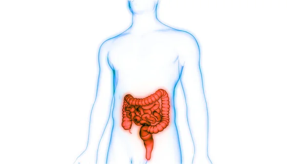 Human Digestive System Large Small Intestine Anatomy — 스톡 사진