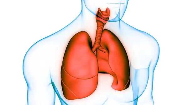 Concetto Anatomia Polmonare Del Sistema Respiratorio Umano — Foto Stock