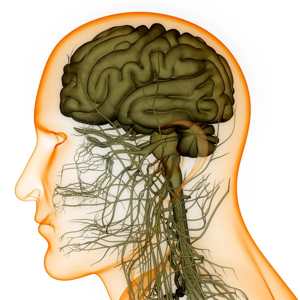 Centrala Organ Människans Nervsystem Hjärnanatomi Tredimensionell — Stockfoto