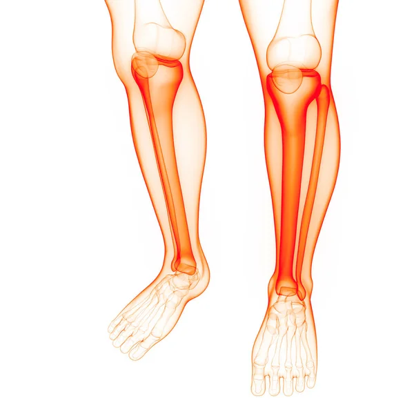 人間の骨格系脚骨関節解剖学 イラスト — ストック写真