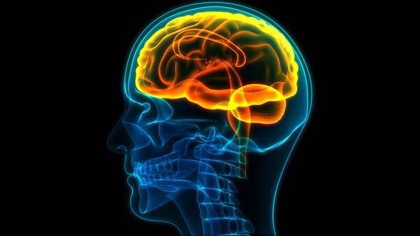 Central organ of Human Nervous System Brain Anatomy. 3D