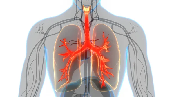 Koncepció Emberi Légzőrendszer Tüdő Anatómia — Stock Fotó