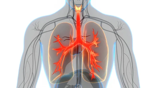 Concetto Anatomia Polmonare Del Sistema Respiratorio Umano — Foto Stock