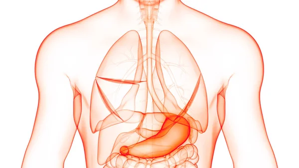 Système Digestif Humain Anatomie Estomac — Photo