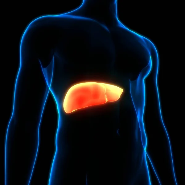 Human Internal Digestive Organ Liver Anatomy — Stock Photo, Image