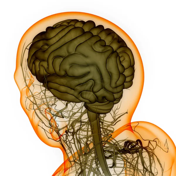 Órgão Central Sistema Nervoso Humano Anatomia Cérebro — Fotografia de Stock