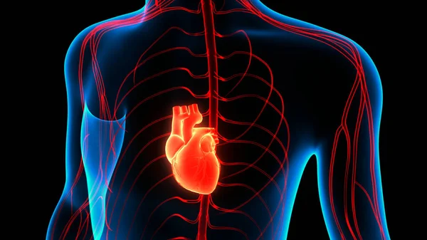 Sistema Circulatorio Humano Anatomía Del Corazón — Foto de Stock