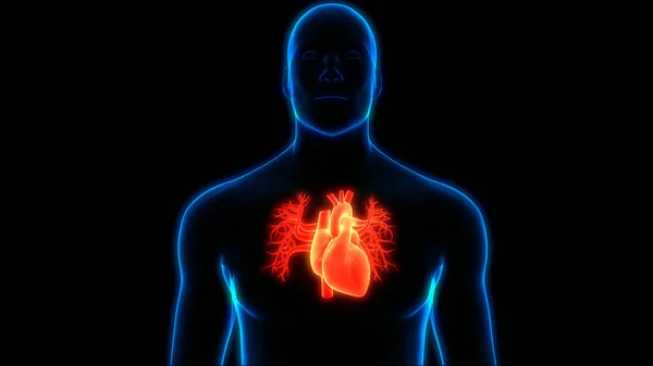 Human Circulatory System Heart Anatomy — Stock Photo, Image