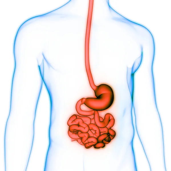 Magen Des Menschlichen Verdauungssystems Mit Dünndarmanatomie — Stockfoto