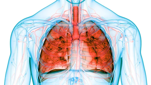 Koncepce Plicní Anatomie Lidského Respiračního Systému — Stock fotografie