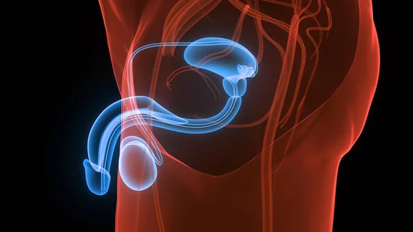 Anatomia Del Sistema Riproduttivo Maschile — Foto Stock