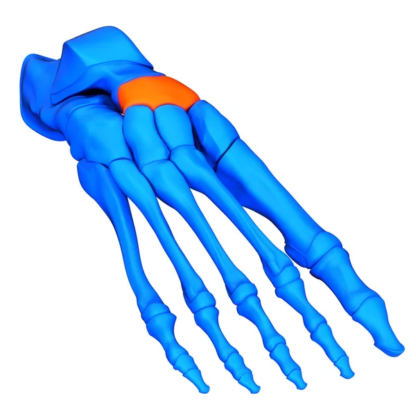 Menselijk Skelet Systeem Voet Botgewrichten Navicular Bone Anatomy — Stockfoto