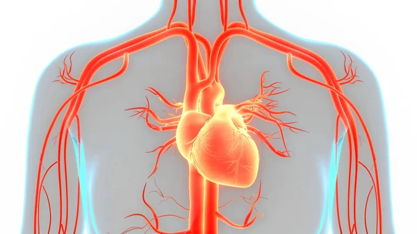 해부학 Human Circulatory System Heart Anatomy — 스톡 사진