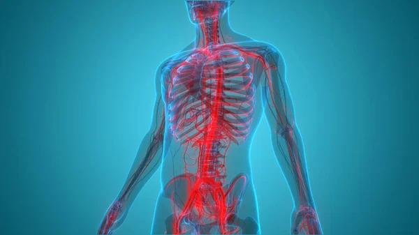 Sistema Scheletrico Umano Con Sistema Circolatorio Anatomia Delle Arterie Delle — Foto Stock