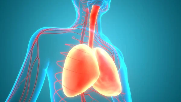 Concept Human Respiratory System Lungs Anatomy — Stock Photo, Image