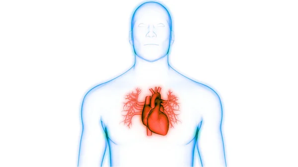 Herz Anatomie Des Menschlichen Kreislaufsystems — Stockfoto