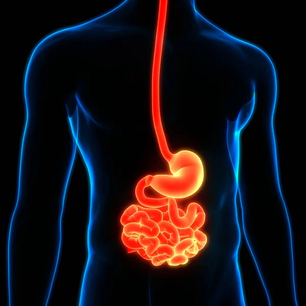 Estômago Sistema Digestivo Humano Com Pequena Anatomia Intestinal — Fotografia de Stock