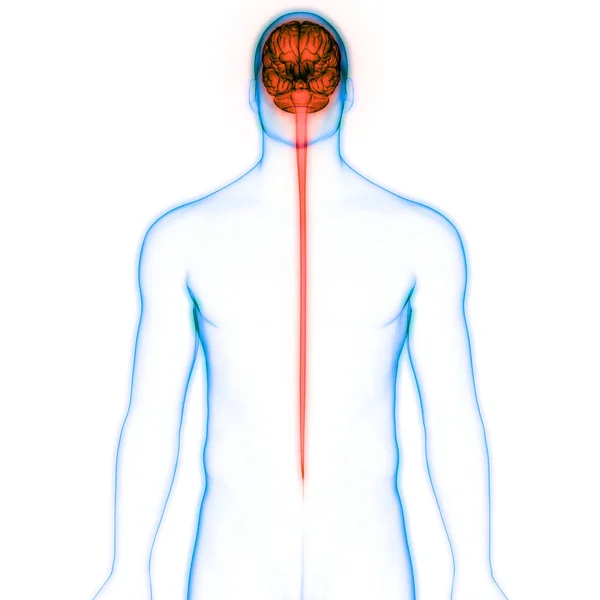 Órgão Central Sistema Nervoso Humano Anatomia Cérebro — Fotografia de Stock