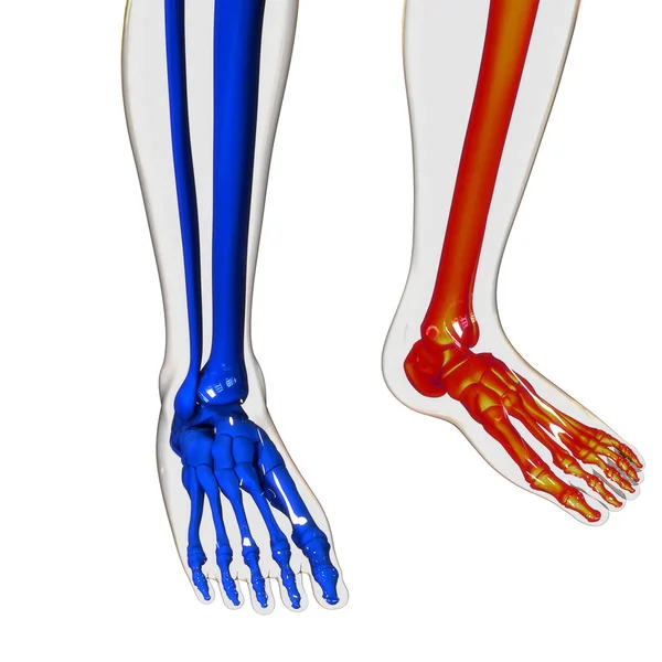 Människans Skelett System Fötter Benleder Anatomi Tredimensionell — Stockfoto