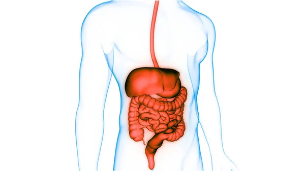 Ludzka Anatomia Układu Pokarmowego — Zdjęcie stockowe