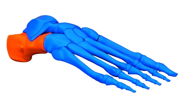 Sistema Esquelético Humano Pie Articulaciones Óseas Calcáneo Anatomía Ósea —  Fotos de Stock