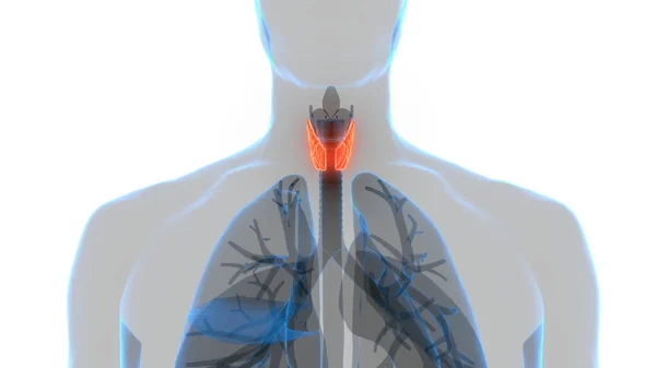 Emberi Test Glands Lobes Pajzsmirigy Gland Anatómia — Stock Fotó