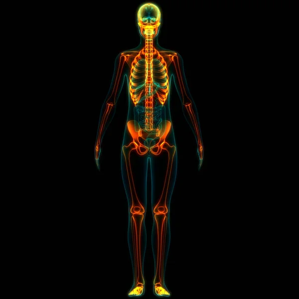 Ανθρώπινο Σκελετικό Σύστημα Κόκκαλα Αρθρώσεις Ανατομία — Φωτογραφία Αρχείου