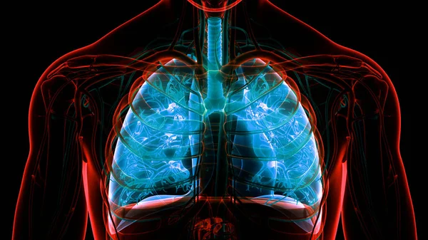 İnsan Solunum Sistemi Anatomisi 'nin 3 boyutlu kavramı