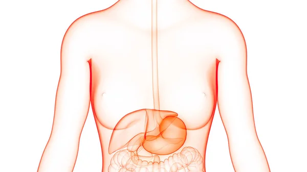 Human Internal Digestive Organ Liver Anatomy Inglés — Foto de Stock