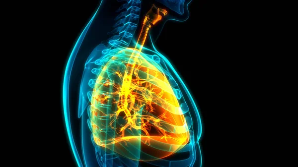 Nsan Solunum Sistemi Anatomisi Nin Boyutlu Kavramı — Stok fotoğraf